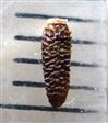  Cypsela